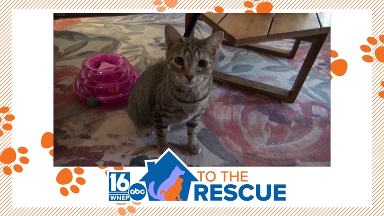 A cute lap cat named Sheila looking for a forever home in Scranton.